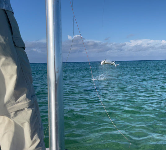 Tarpon