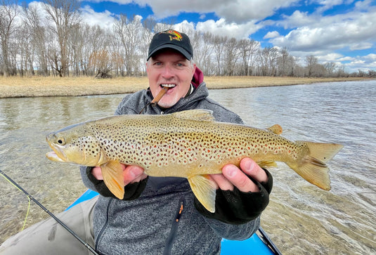 A beautiful Brownie
