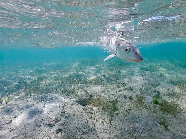 Smokin' Fish®  | Apparel & Gear with Smokin' Vibes